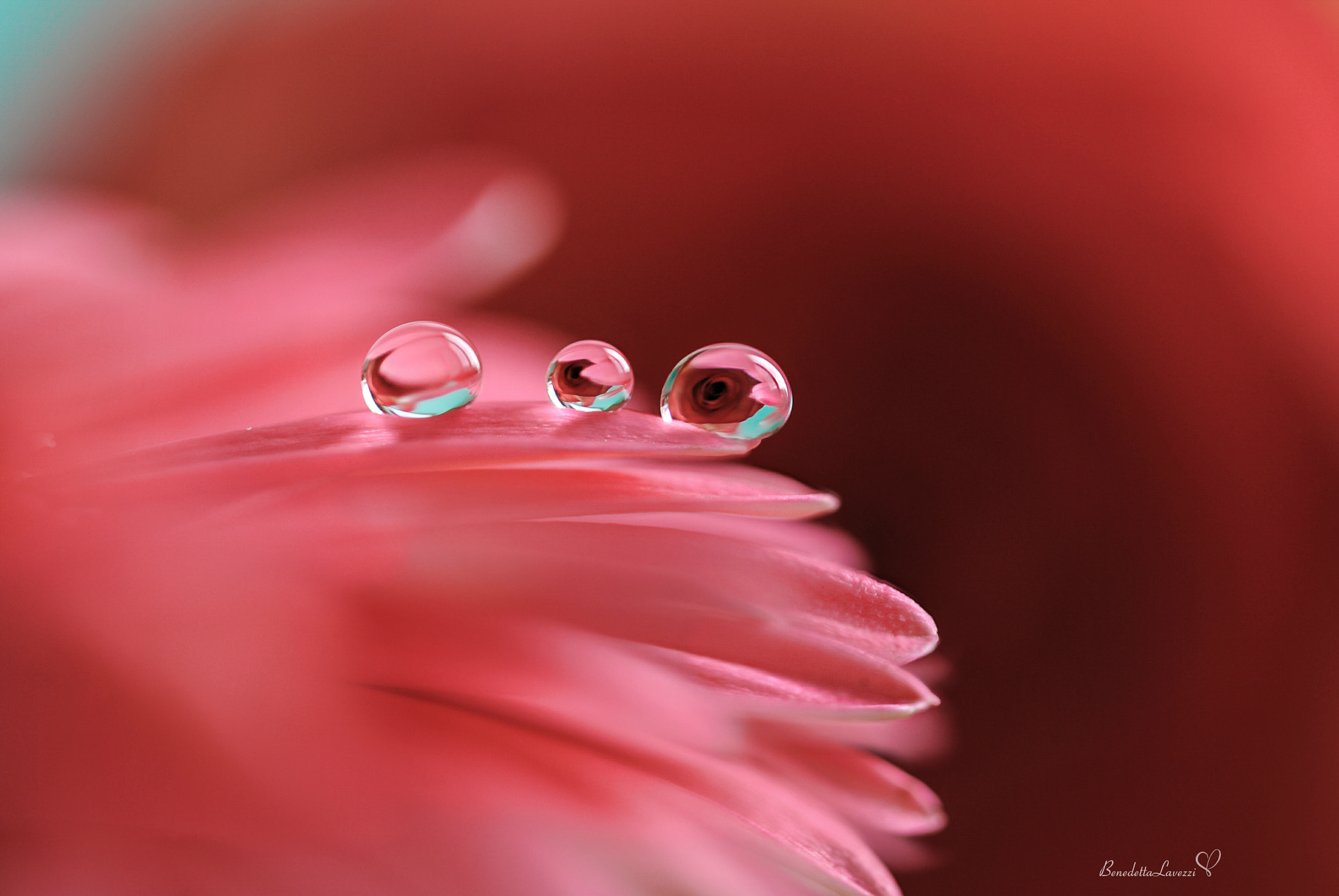 Sigma 105mm F2.8 EX DG OS HSM sample photo. I'm your photography