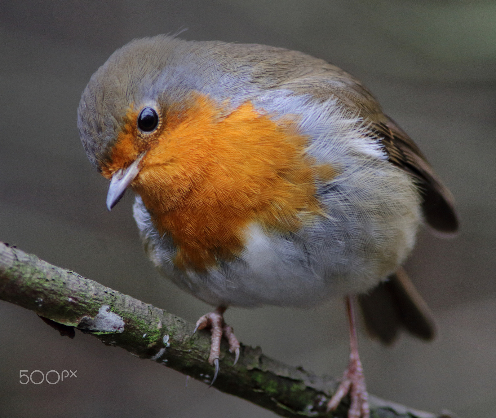 Canon EF 200mm f/2.8L II + 2x sample photo. Robin on branch photography