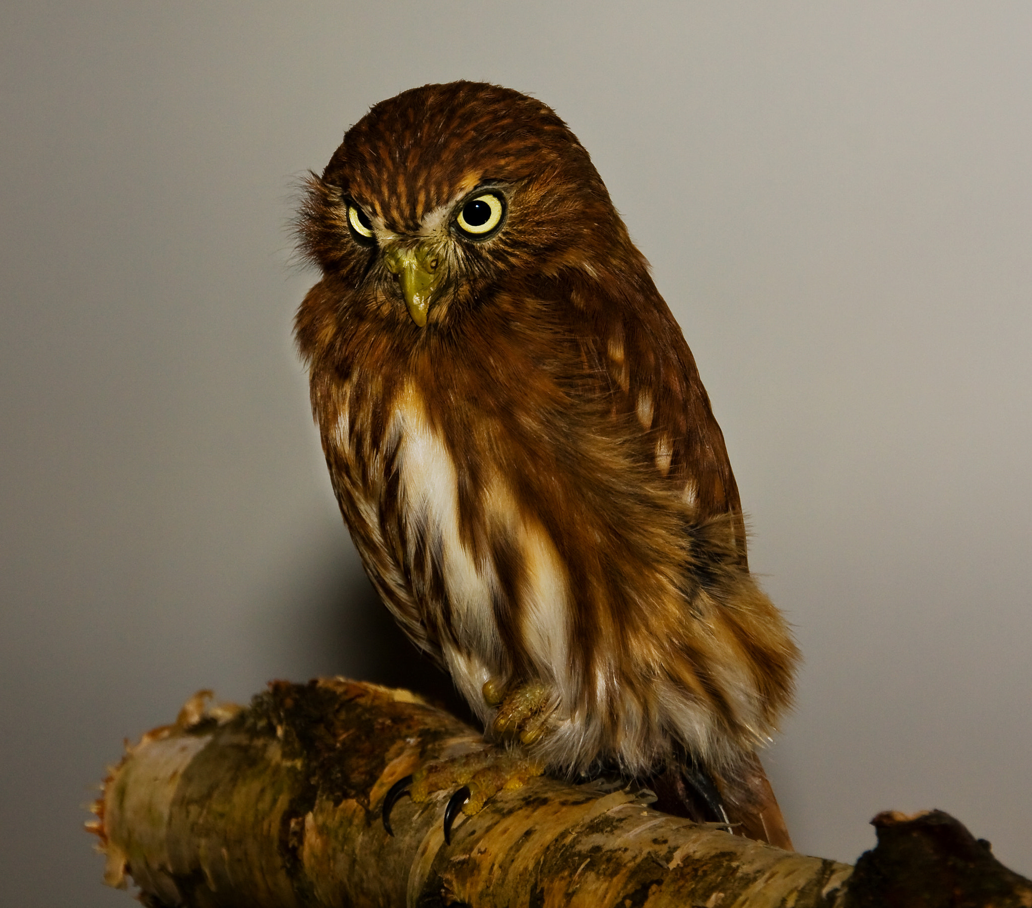 Sigma 18-250mm F3.5-6.3 DC OS HSM sample photo. Sperlingskauz photography