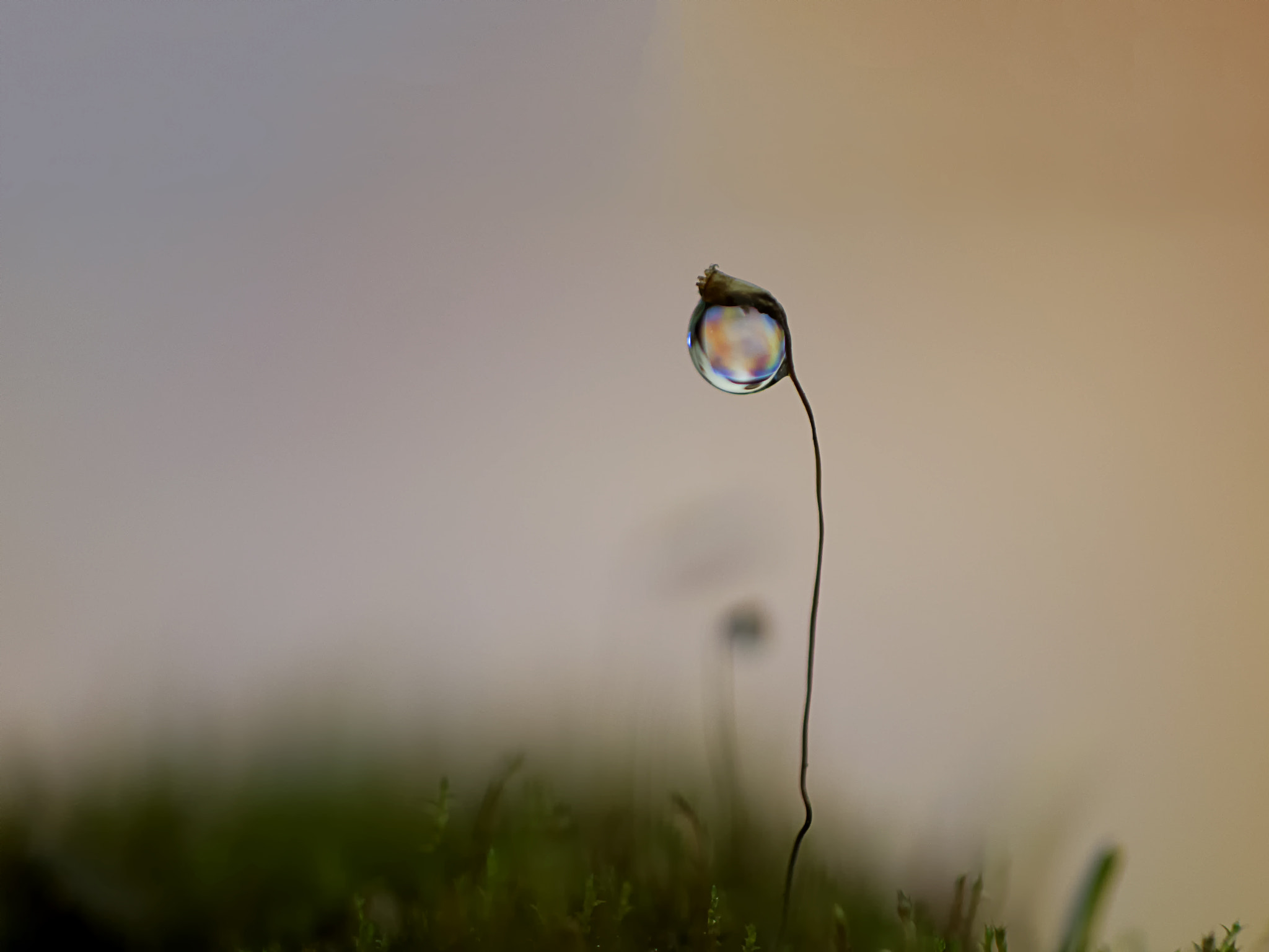 Samsung NX300 + Samsung NX 60mm F2.8 Macro ED OIS SSA sample photo. My macro world... photography