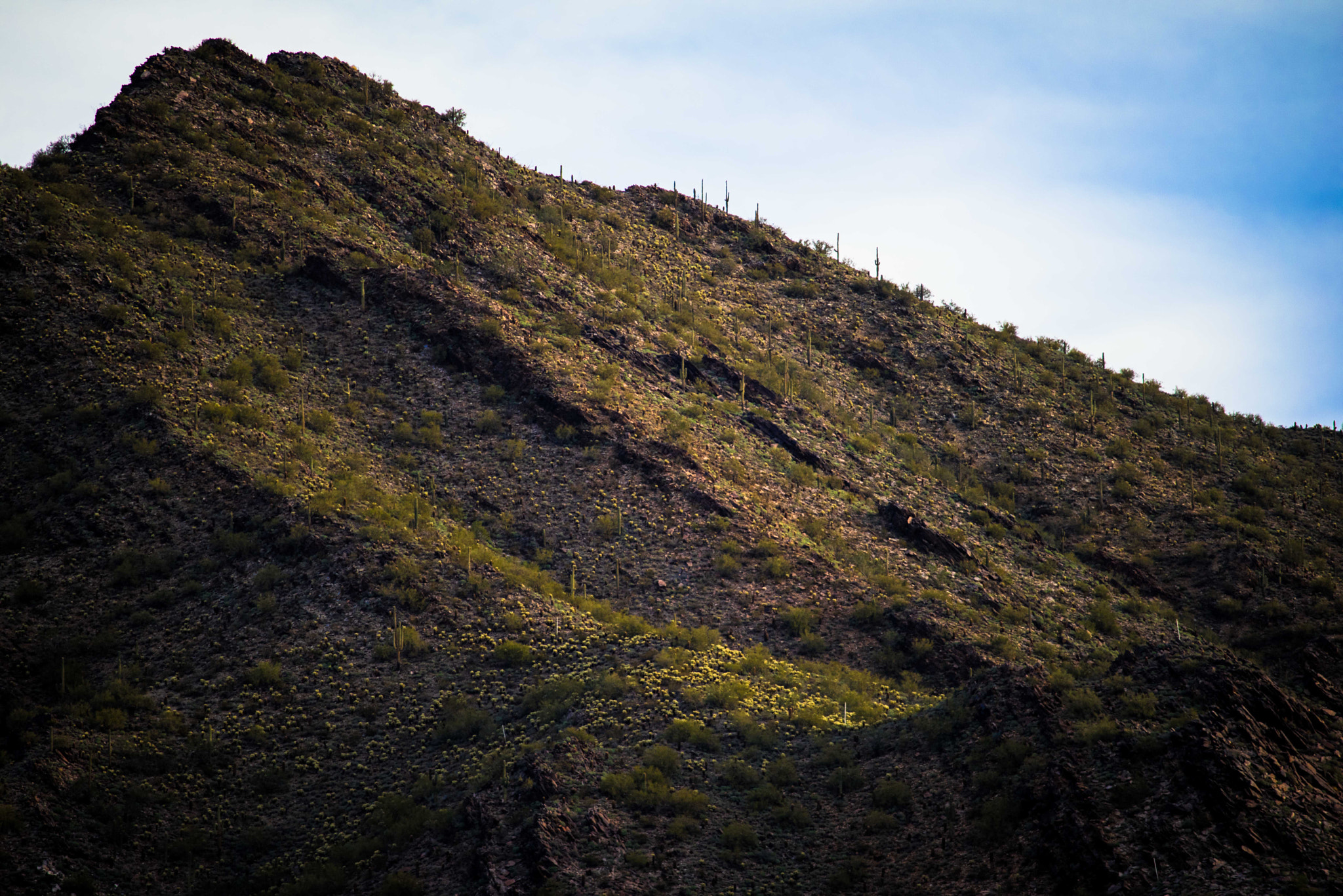 AF Nikkor 300mm f/4 IF-ED sample photo. Mcdowell mountains photography