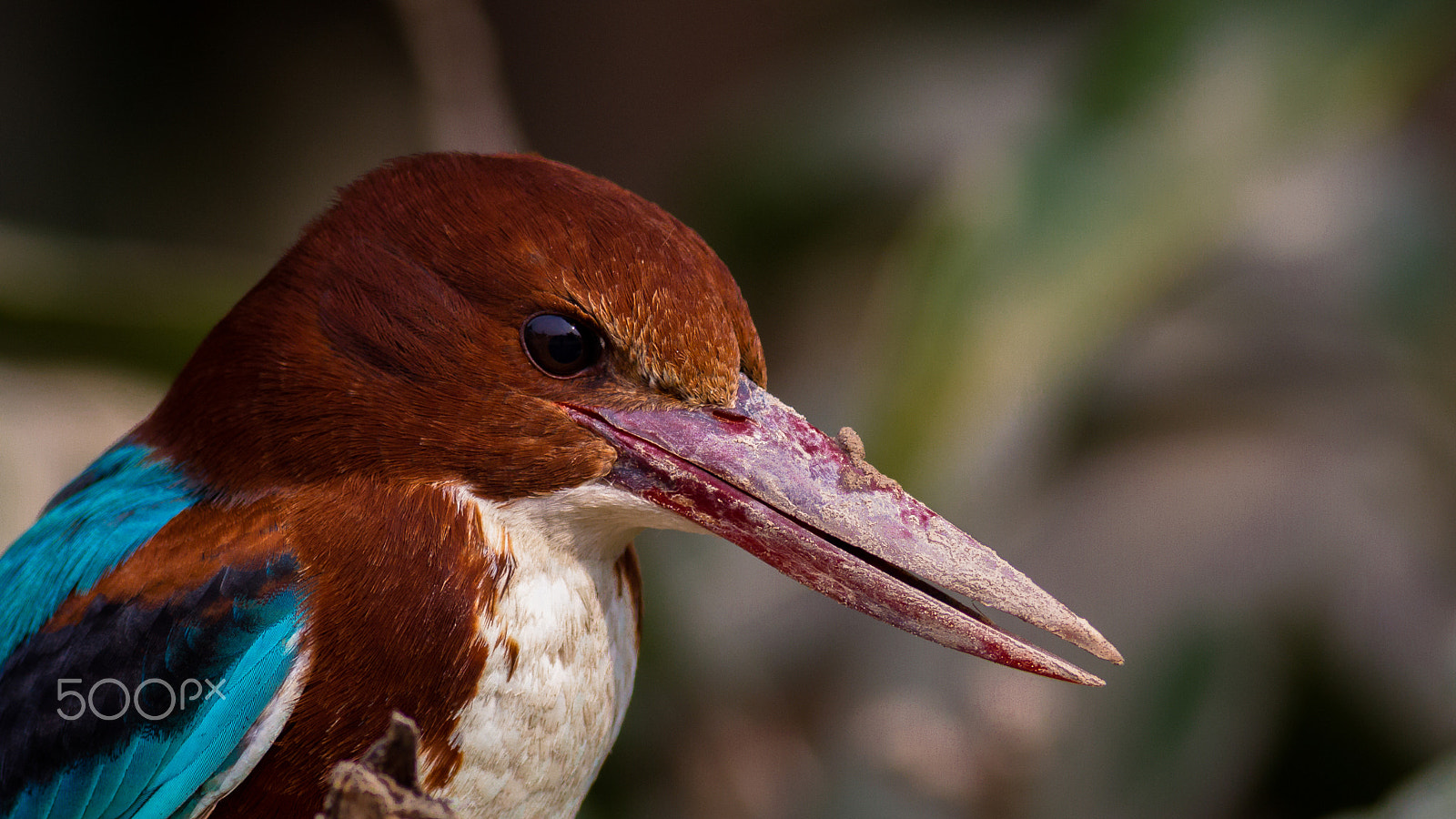 Canon EOS-1D Mark IV + Canon EF 400mm F5.6L USM sample photo. White-throated kingfisher photography