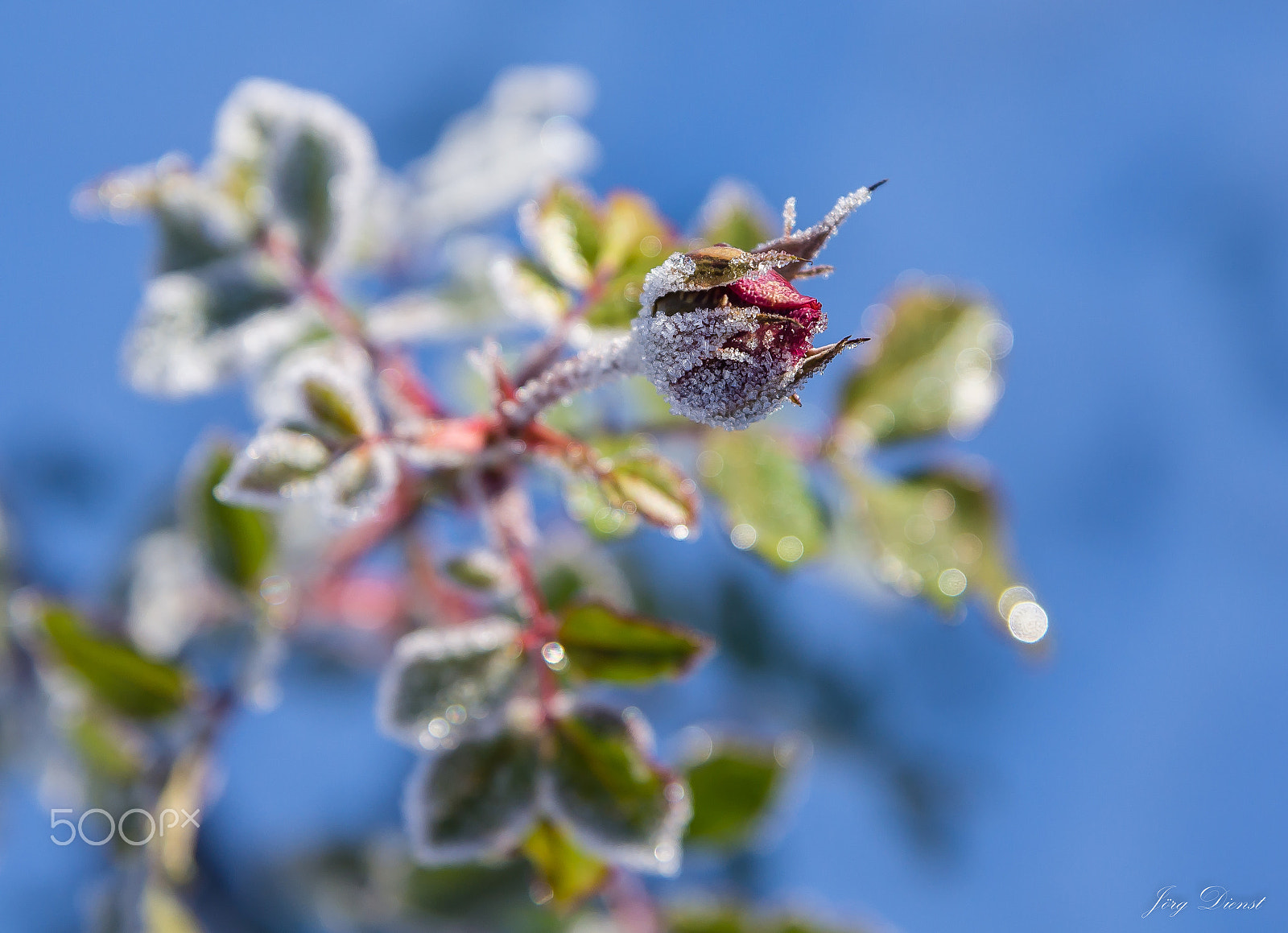 Sony SLT-A55 (SLT-A55V) + Sony DT 16-50mm F2.8 SSM sample photo. Frozen rose photography