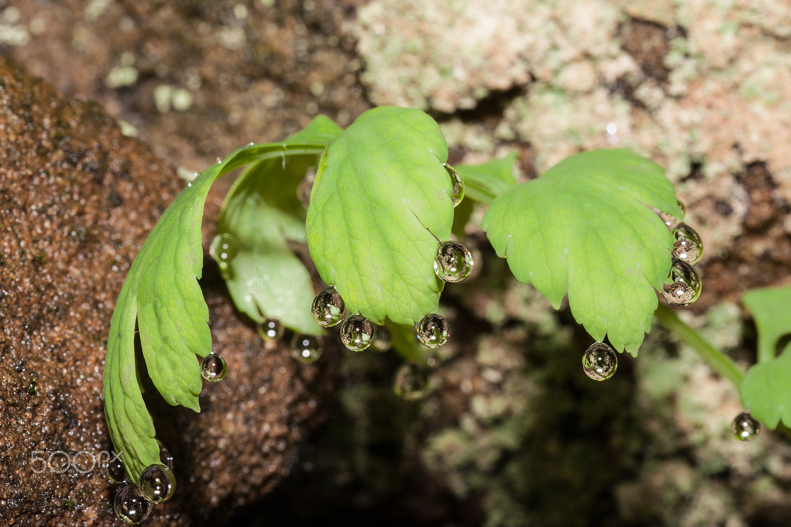 Sigma 105mm F2.8 EX DG OS HSM sample photo. Raindrops in bud photography