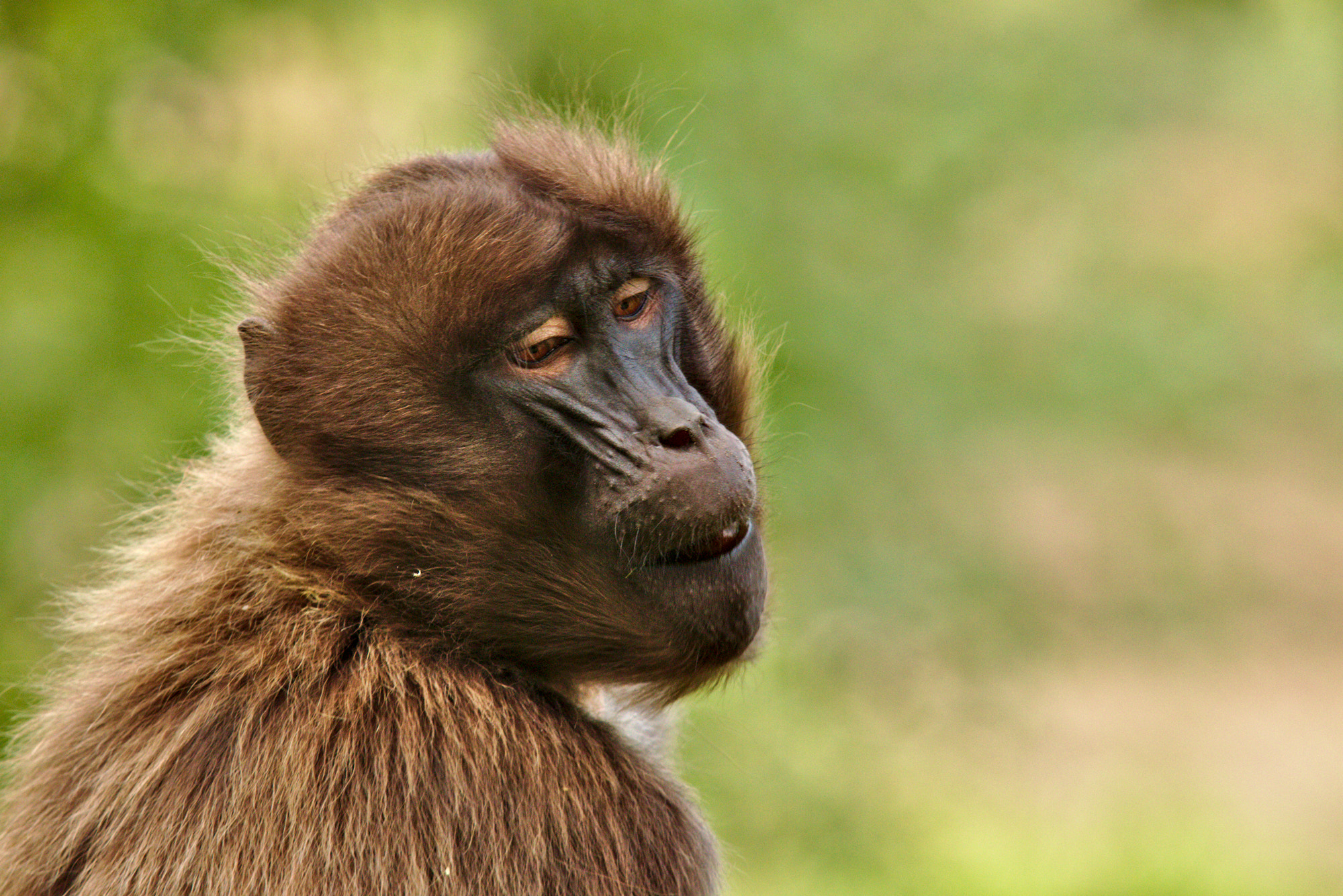 Canon EOS 70D + Sigma 100-300mm f/4 sample photo. Gelada photography