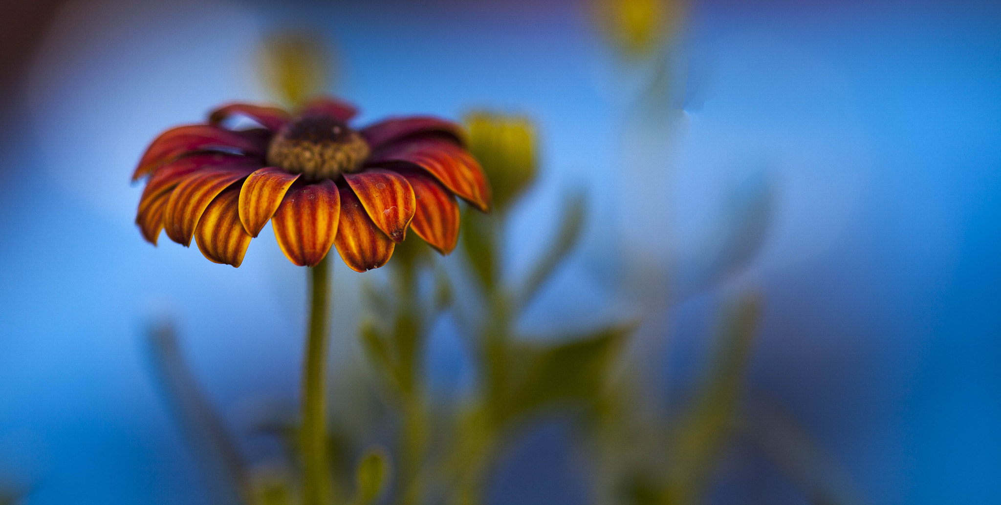 Sigma 105mm F2.8 EX DG Macro sample photo. Flowers photography