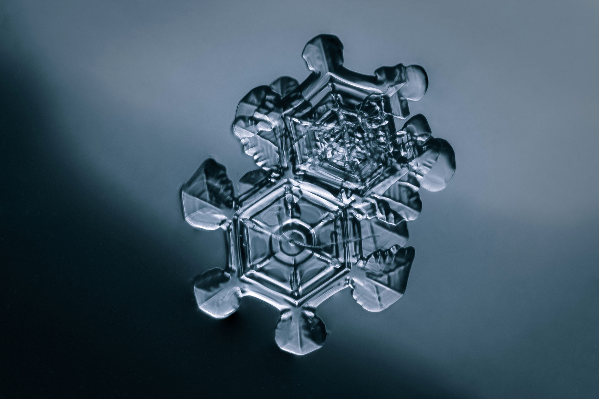 Canon MP-E 65mm F2.5 1-5x Macro Photo sample photo. Gears photography