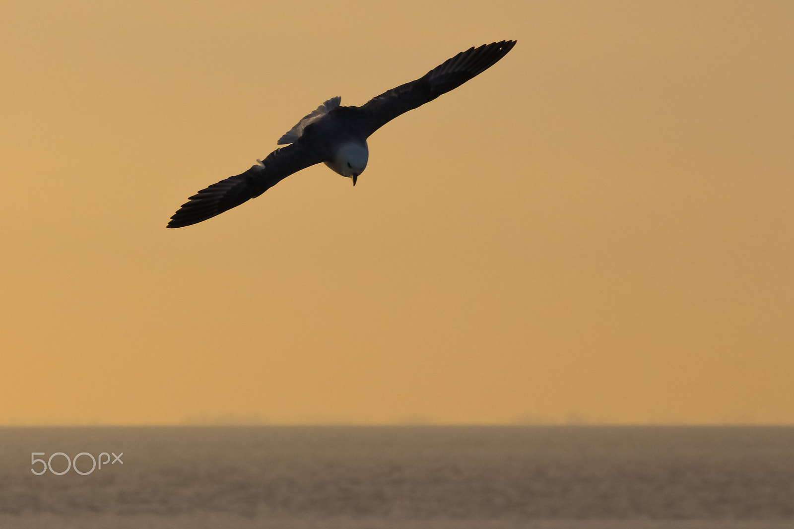 Sigma 150-500mm F5-6.3 DG OS HSM sample photo. Wheeling fulmar photography
