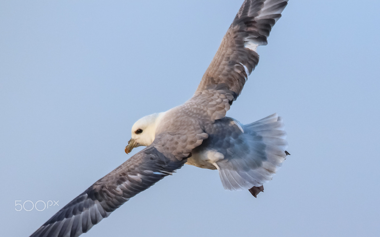 Sigma 150-500mm F5-6.3 DG OS HSM sample photo. Fulmar photography