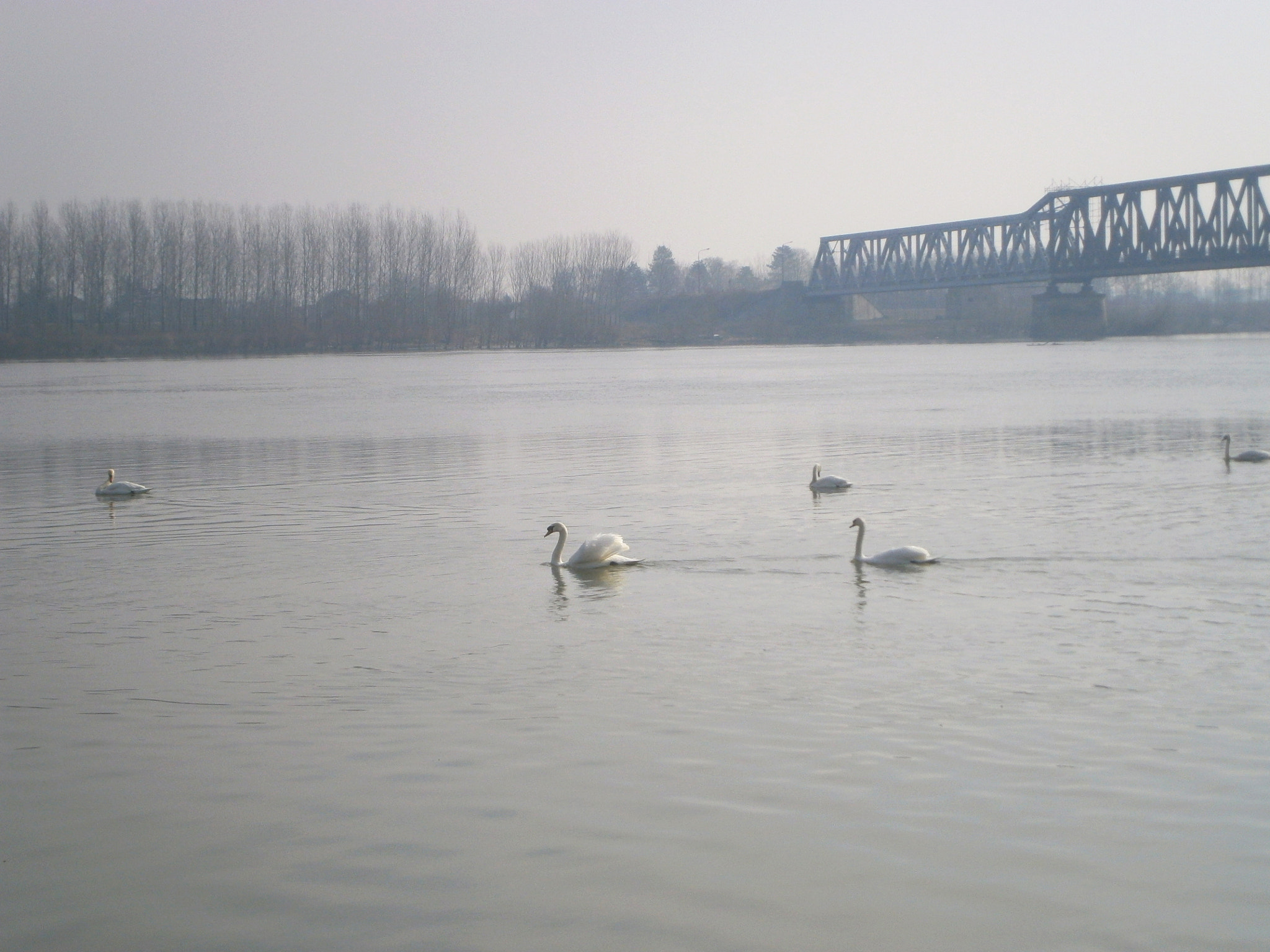 Olympus VG130,D710 sample photo. River swan photography