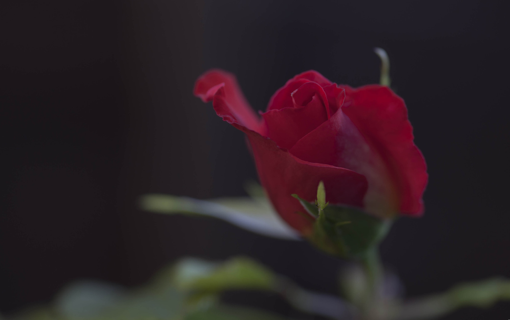 Sigma 105mm F2.8 EX DG Macro sample photo. Flowers photography