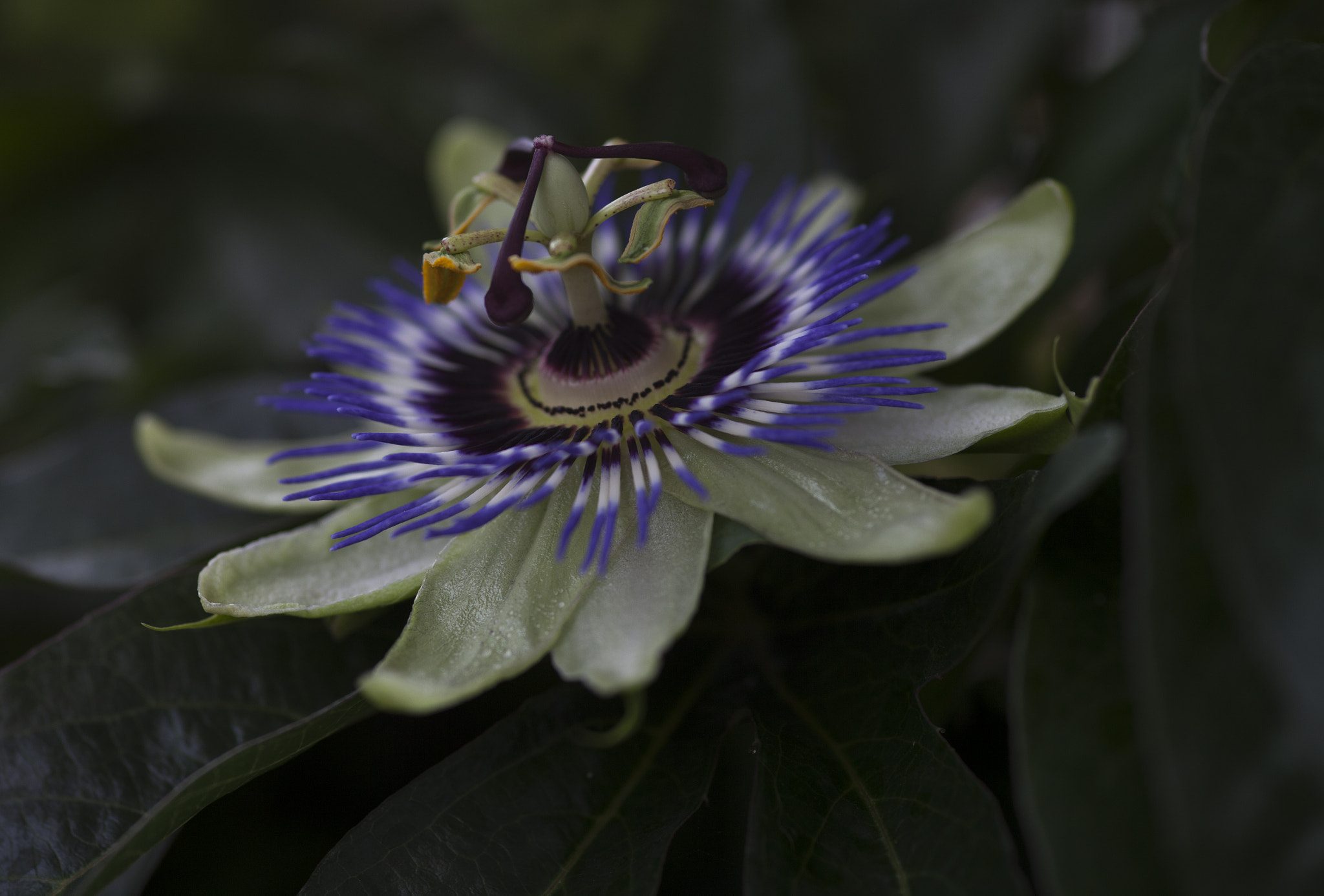 Sigma 105mm F2.8 EX DG Macro sample photo. Flowers photography