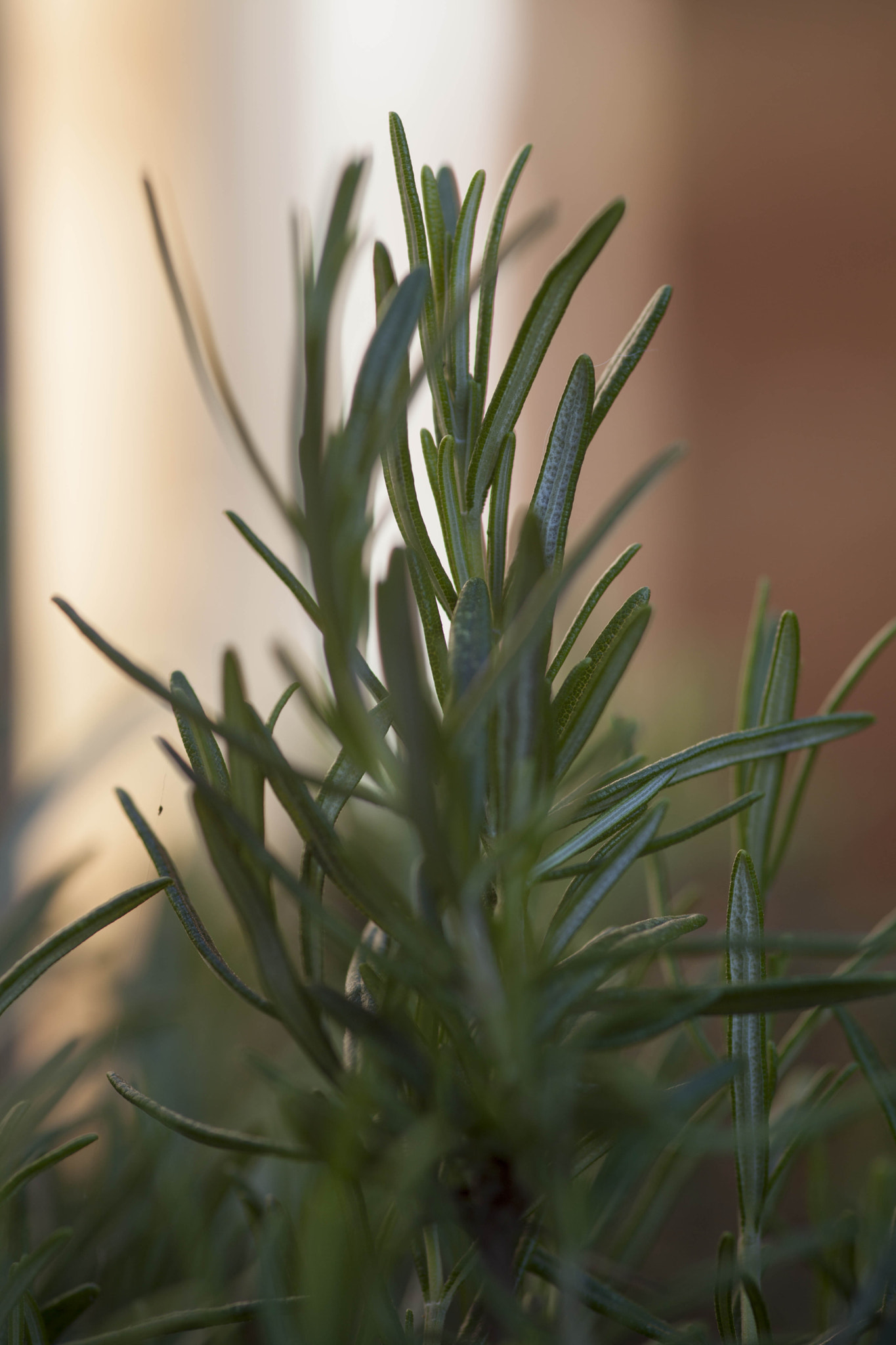 Sigma 105mm F2.8 EX DG Macro sample photo. Flowers photography