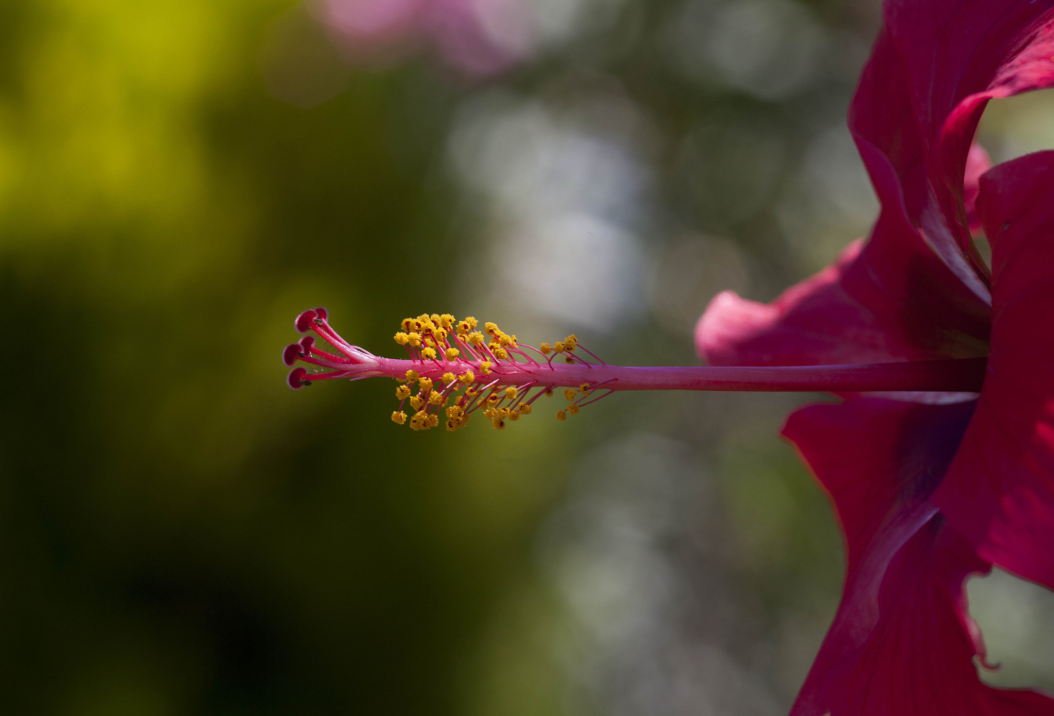 Sigma 105mm F2.8 EX DG Macro sample photo. Flowers photography