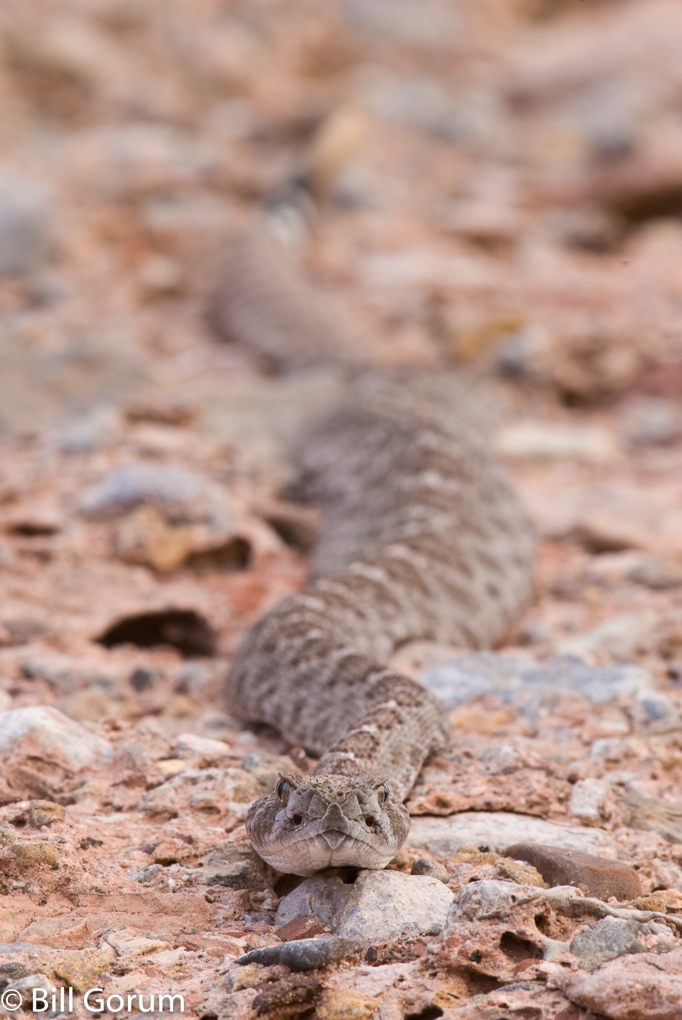 Nikon D200 + Nikon AF-S Nikkor 300mm F4D ED-IF sample photo. Western diamond-backed rattlesnake, crotalus atrox photography