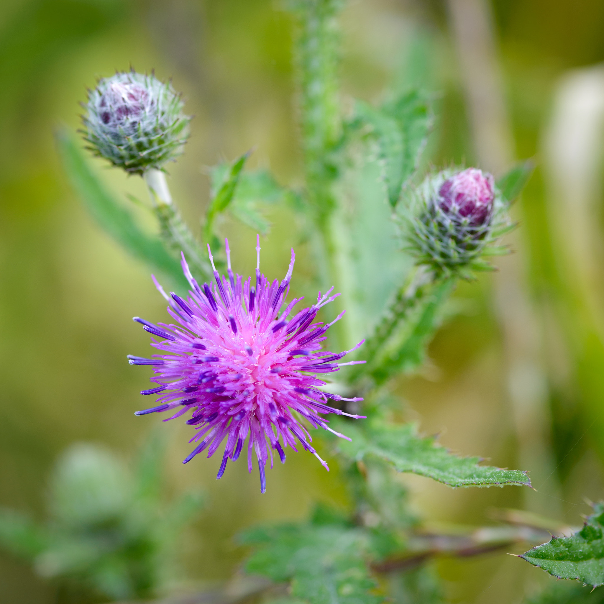 ZEISS Makro-Planar T* 100mm F2 sample photo. Thistle. photography