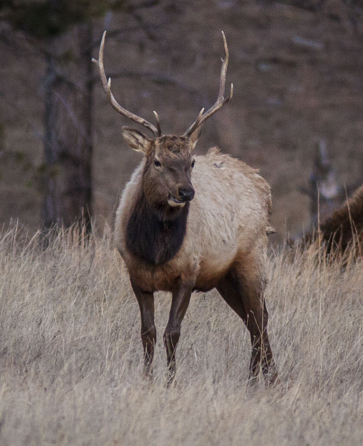 Canon EF 300mm F4L IS USM sample photo. Bull elk at last light photography