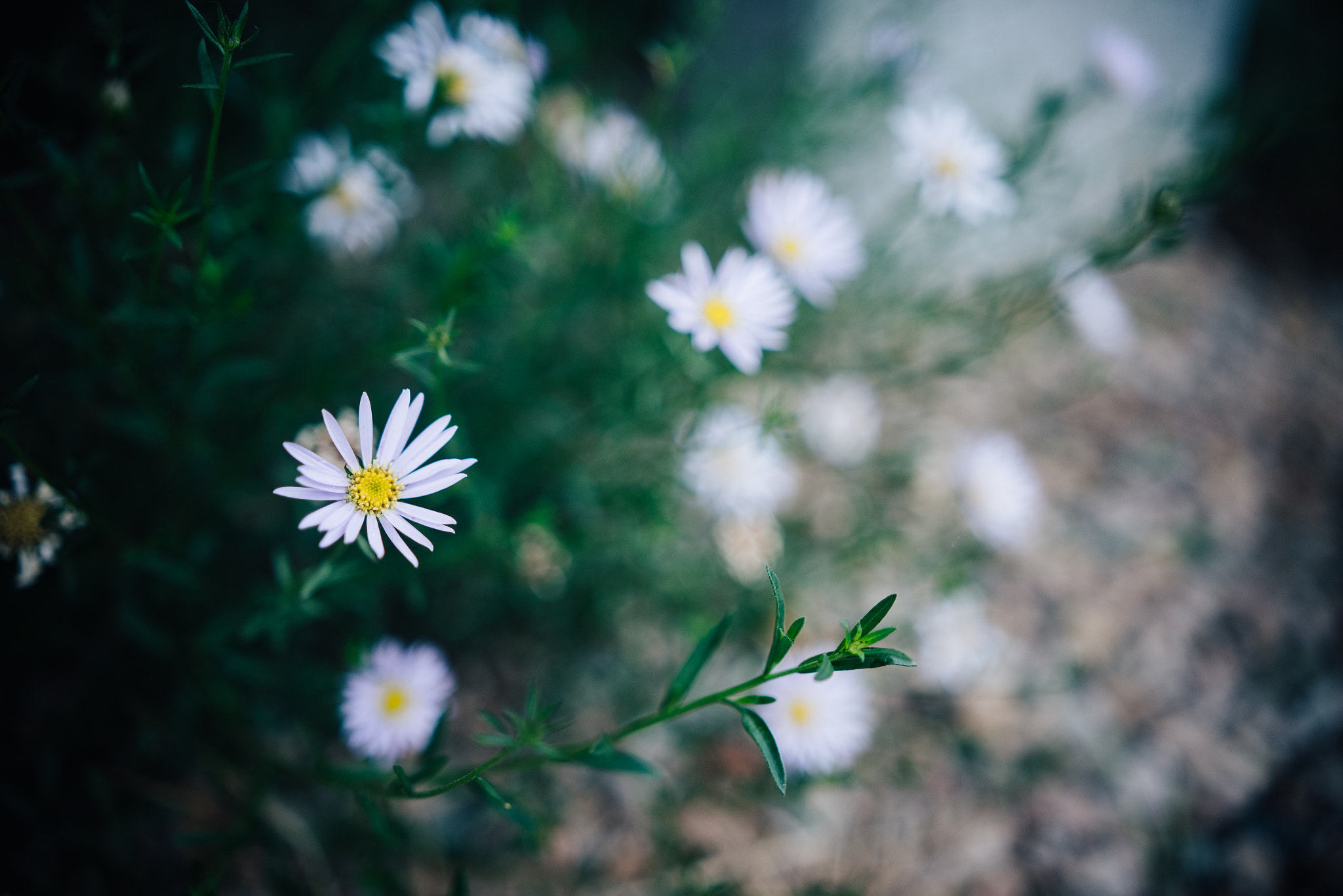 Nikon D800 + Sigma 18-35mm F1.8 DC HSM Art sample photo. Daisy photography