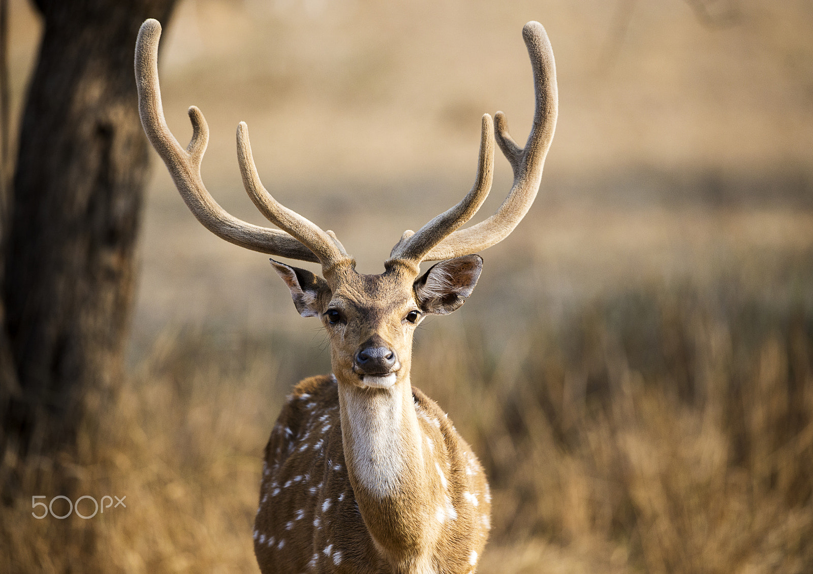 Nikon D610 + Nikon AF-S Nikkor 500mm F4G ED VR sample photo. Cheetal stag photography