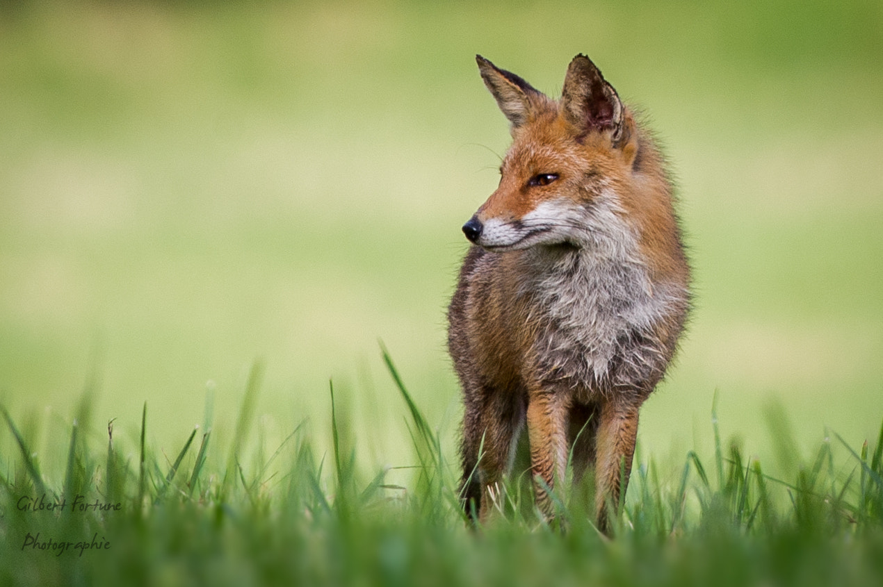 Nikon AF-S Nikkor 300mm F2.8G ED VR II sample photo. Renard photography