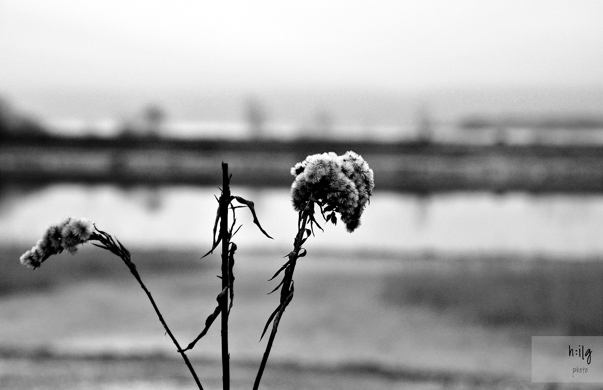 Nikon D70 sample photo. Rheindamm photography