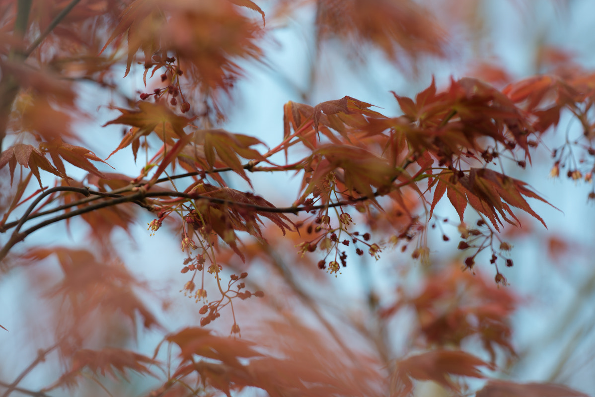 Sigma 150mm F2.8 EX DG Macro HSM sample photo. Dreamy spring photography