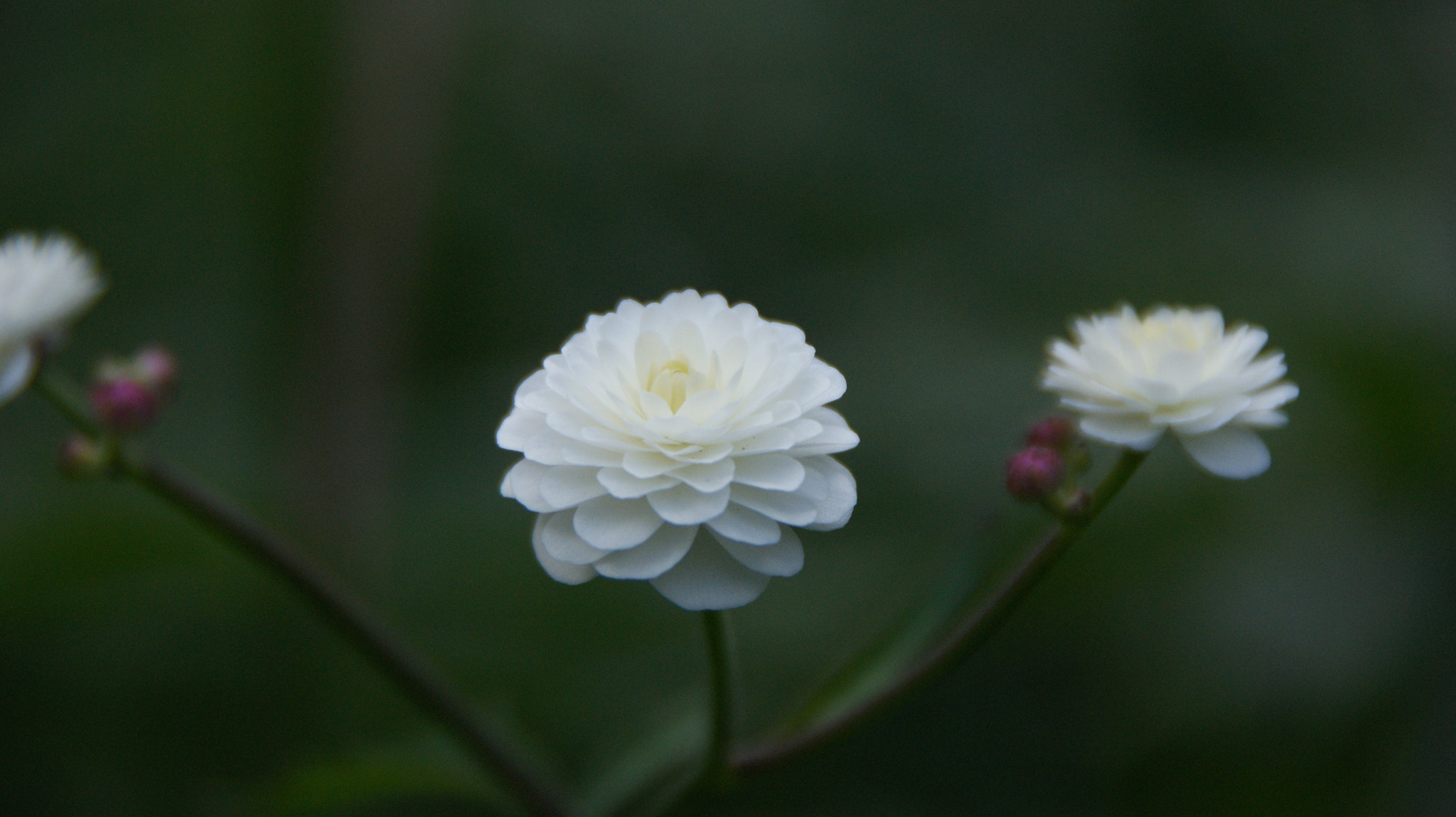 Sony Alpha DSLR-A350 sample photo. Flower of the east photography