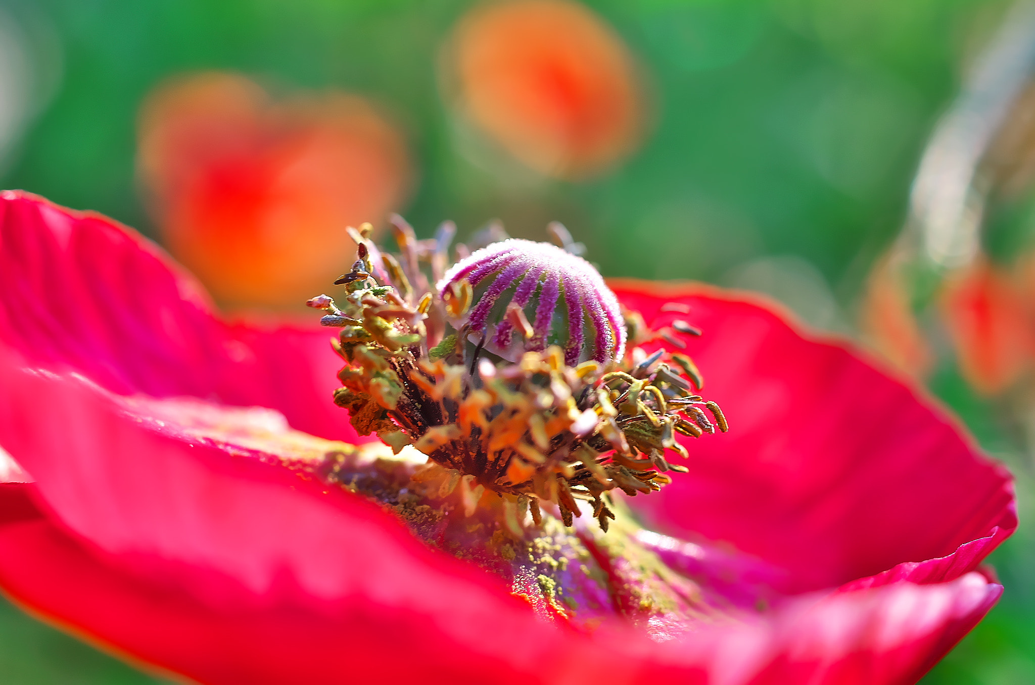 Pentax K-50 + HD Pentax DA 35mm F2.8 Macro Limited sample photo. Poppy flower core photography