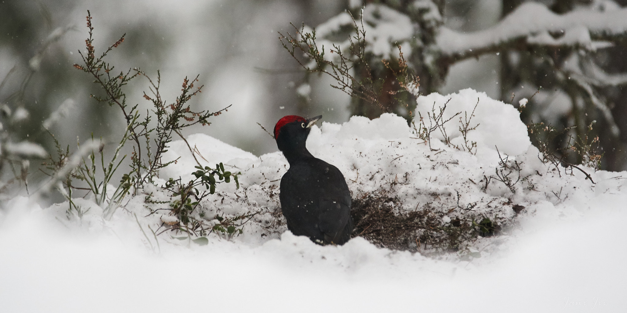 Canon EOS-1D Mark III + 150-600mm F5-6.3 DG OS HSM | Contemporary 015 sample photo. Black woodpecker - it is snowing photography