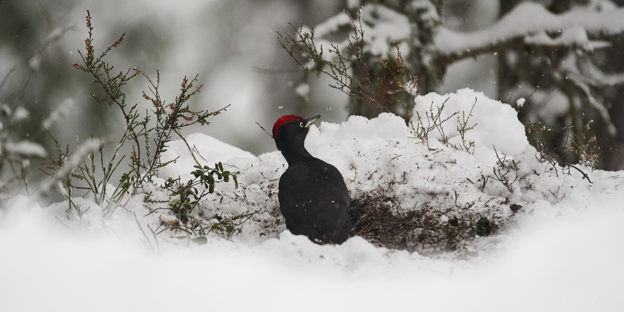 Canon EOS-1D Mark III sample photo. Black woodpecker - it is snowing photography