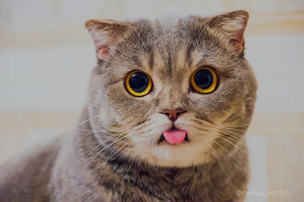 Sony Alpha DSLR-A550 sample photo. My chubby cat melissa photography
