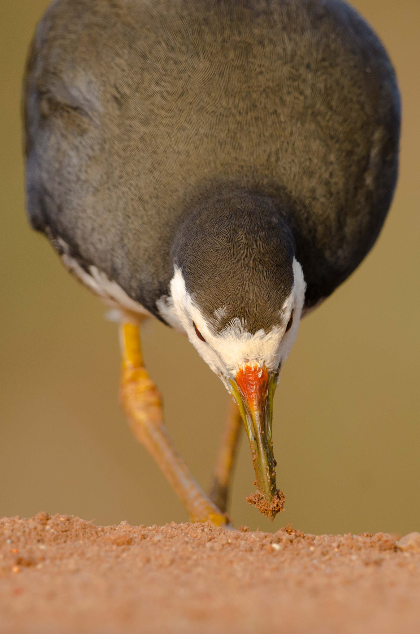 Nikon D7000 + Nikon AF-S Nikkor 500mm F4G ED VR sample photo. White breasted water hen photography