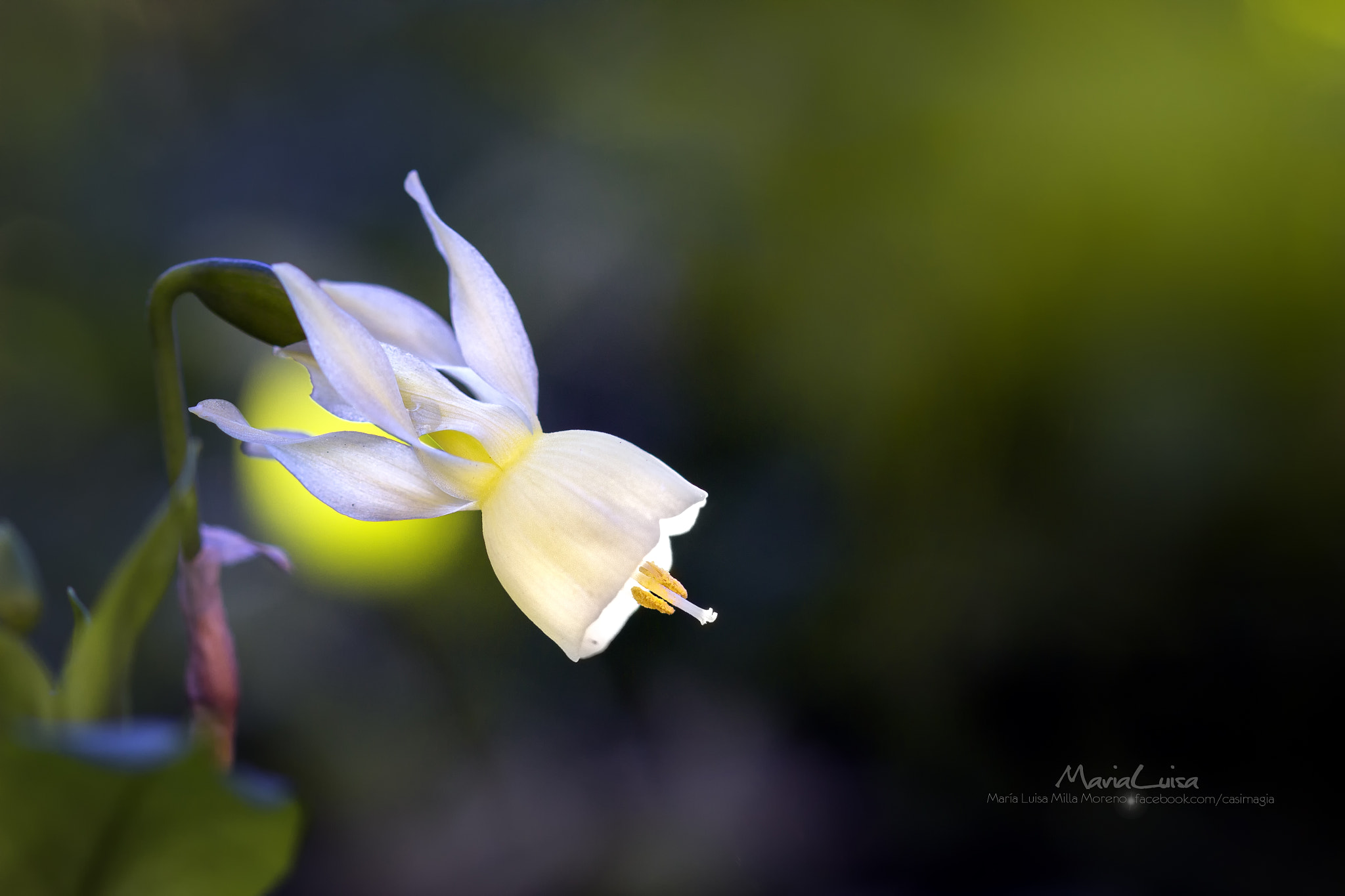 Canon EF 100mm F2.8 Macro USM sample photo. Ballerina photography