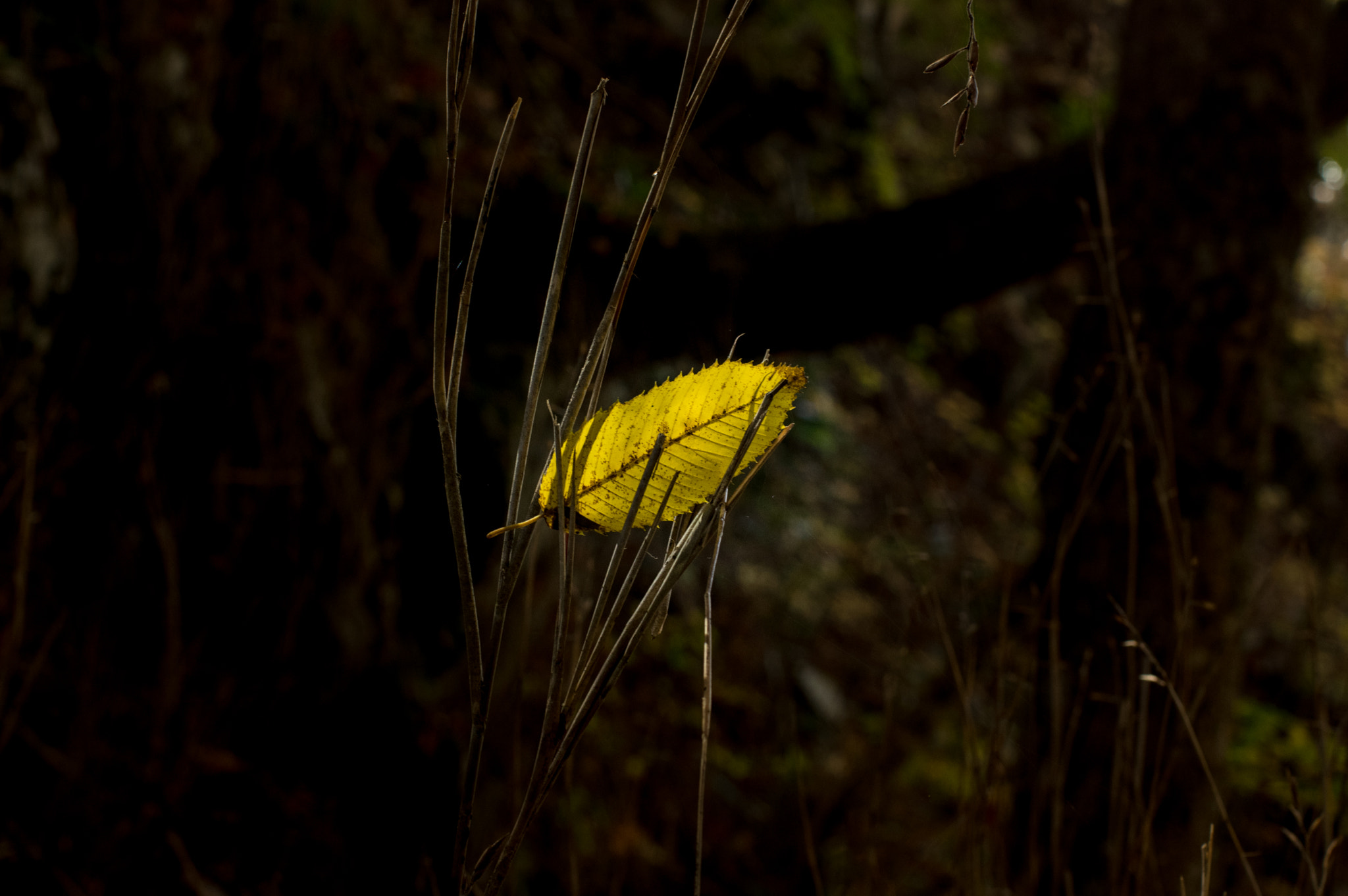 Pentax smc FA 43mm F1.9 Limited sample photo. Leaf photography