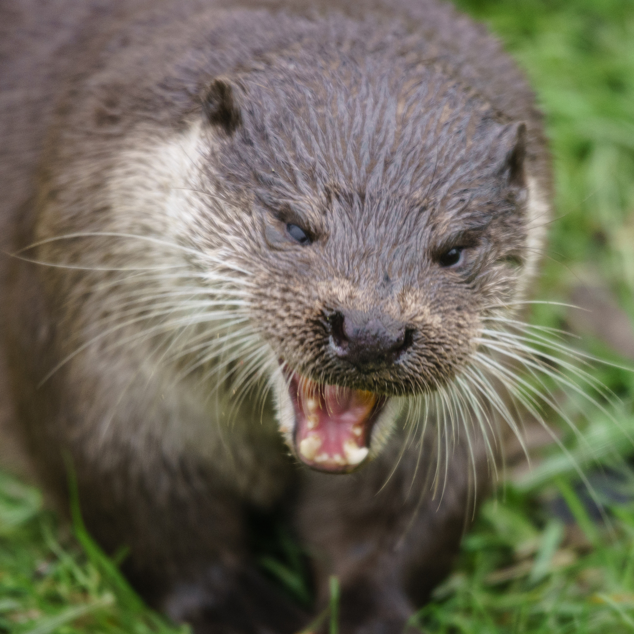 Sigma 150-500mm F5-6.3 DG OS HSM sample photo. Hungry otter photography