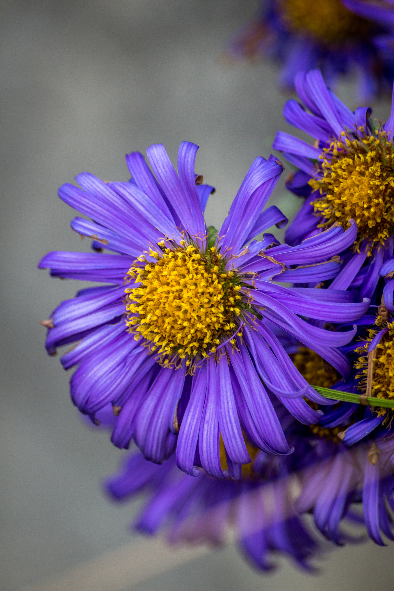Sigma 70-300mm F4-5.6 APO DG Macro sample photo. Pink flower photography