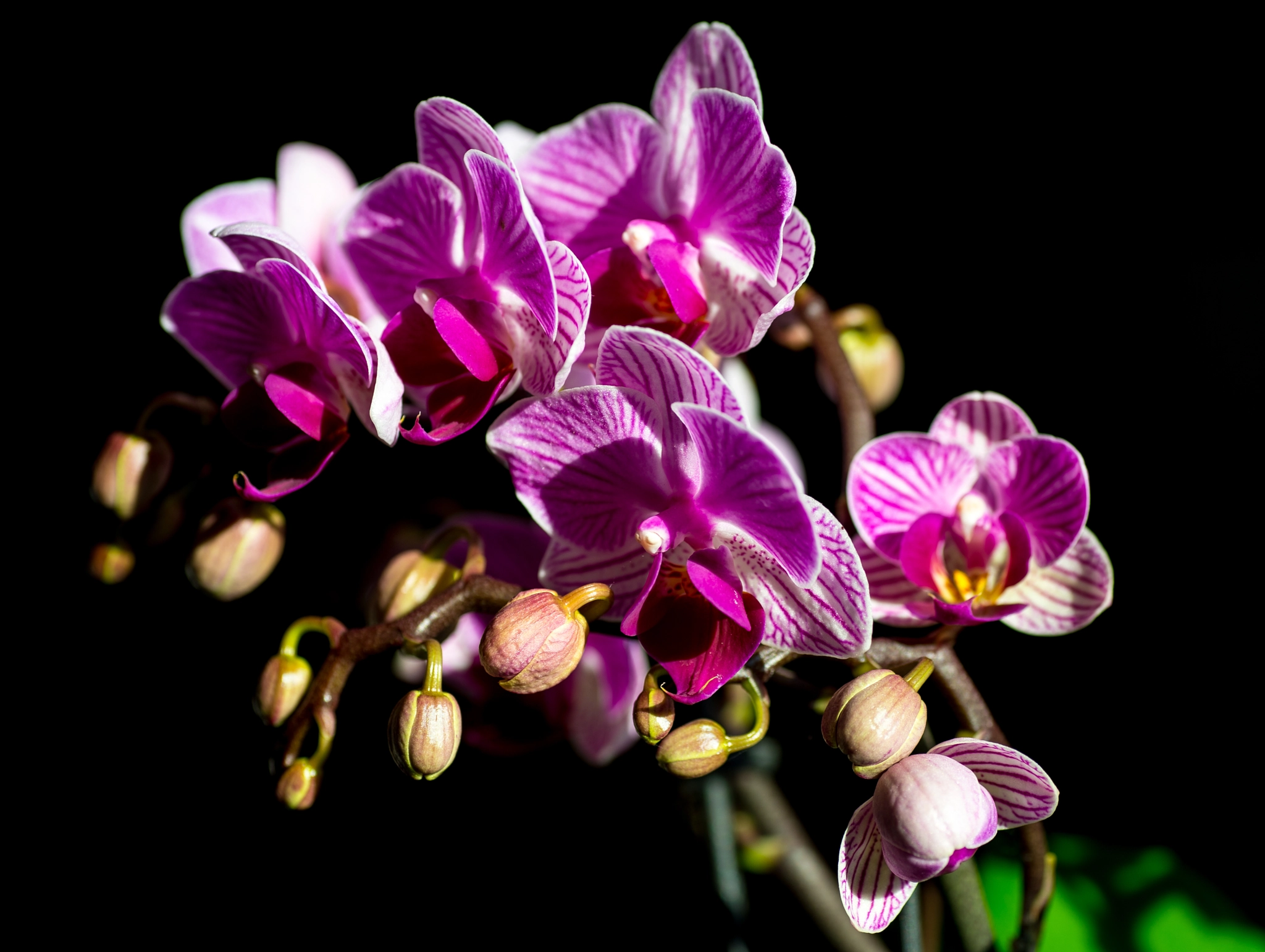 Nikon Df sample photo. Purple photography