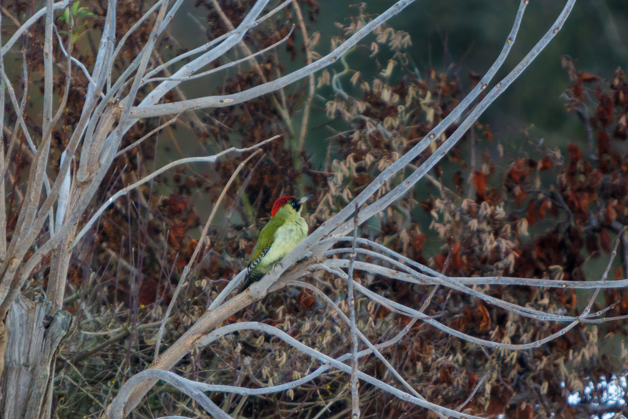 Canon EF 70-200mm F2.8L IS USM sample photo. Pic vert photography