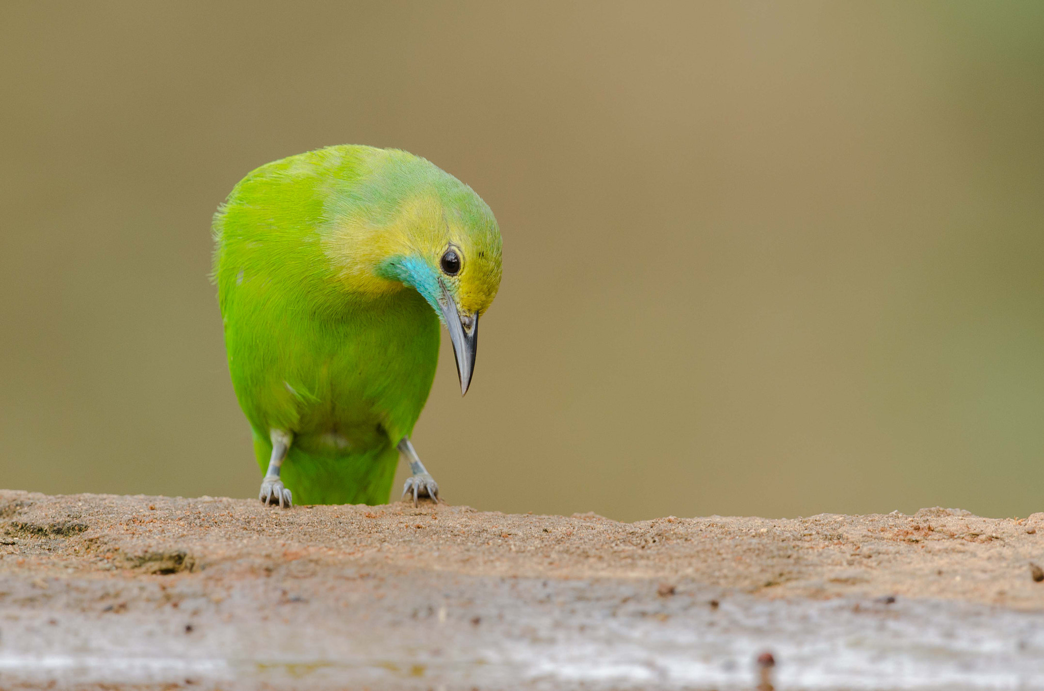 Nikon D7000 + Nikon AF-S Nikkor 500mm F4G ED VR sample photo. Leadbird photography