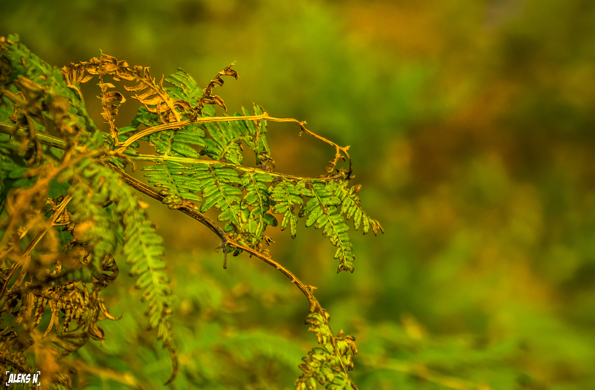 Sony Alpha NEX-5N + Sony E 18-200mm F3.5-6.3 OSS sample photo. Some plants in brecon beacons photography