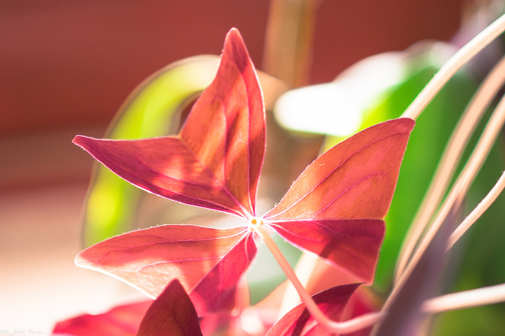 Canon EF 100mm F2.8 Macro USM sample photo. Maple_colors photography