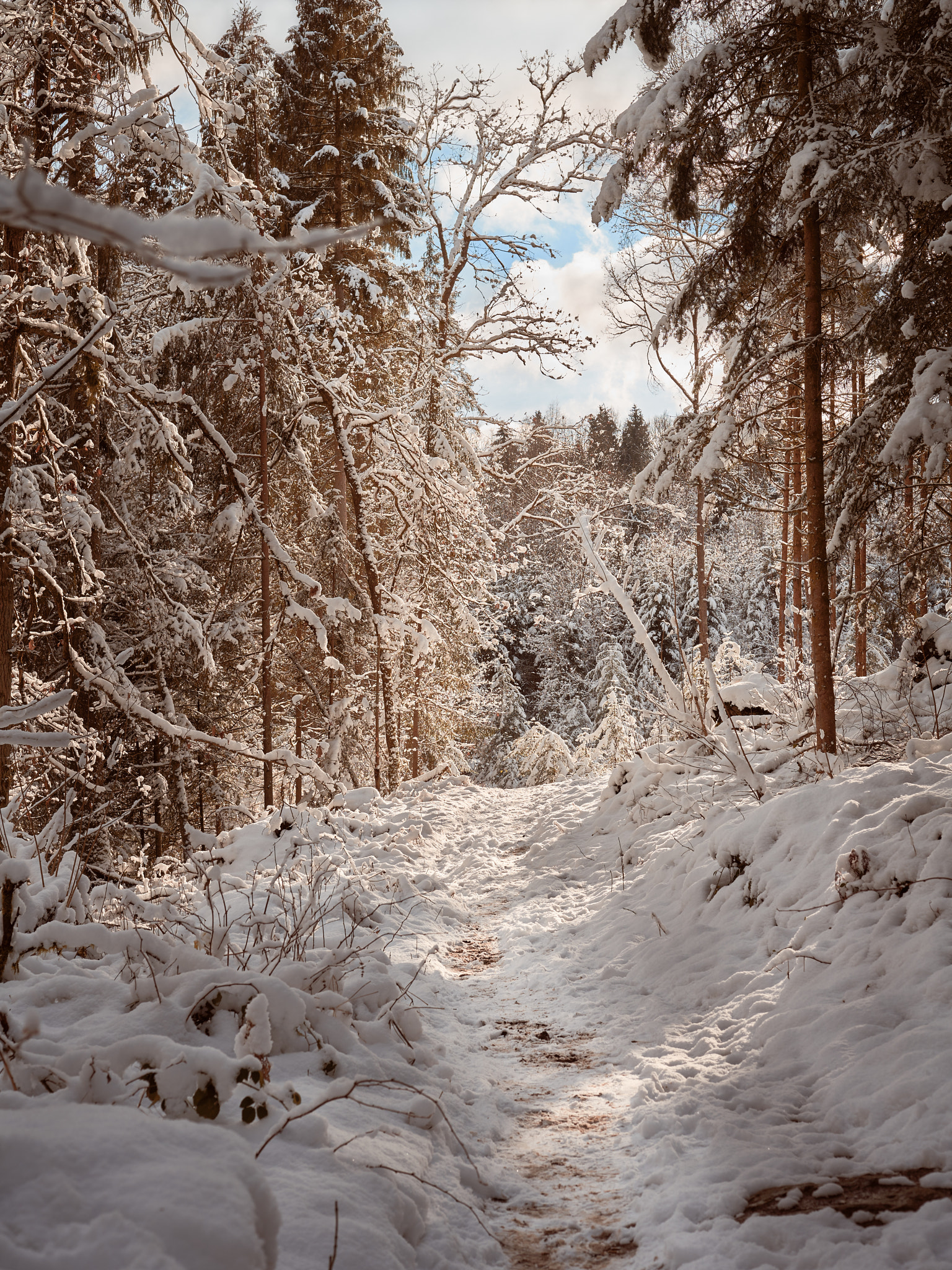 50mm F1.8 II sample photo. Winter in the forest photography