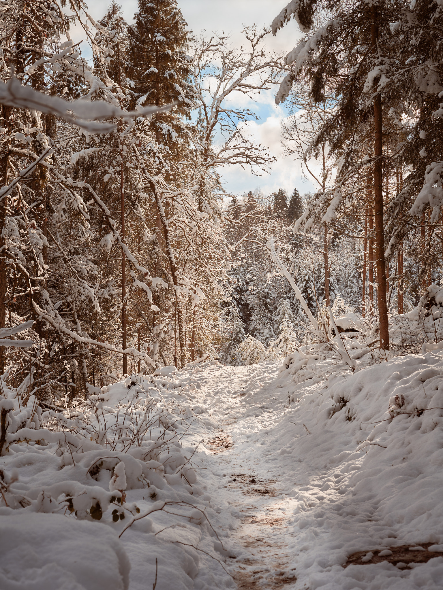 Sony a7R II + 50mm F1.8 II sample photo. Winter in the forest photography