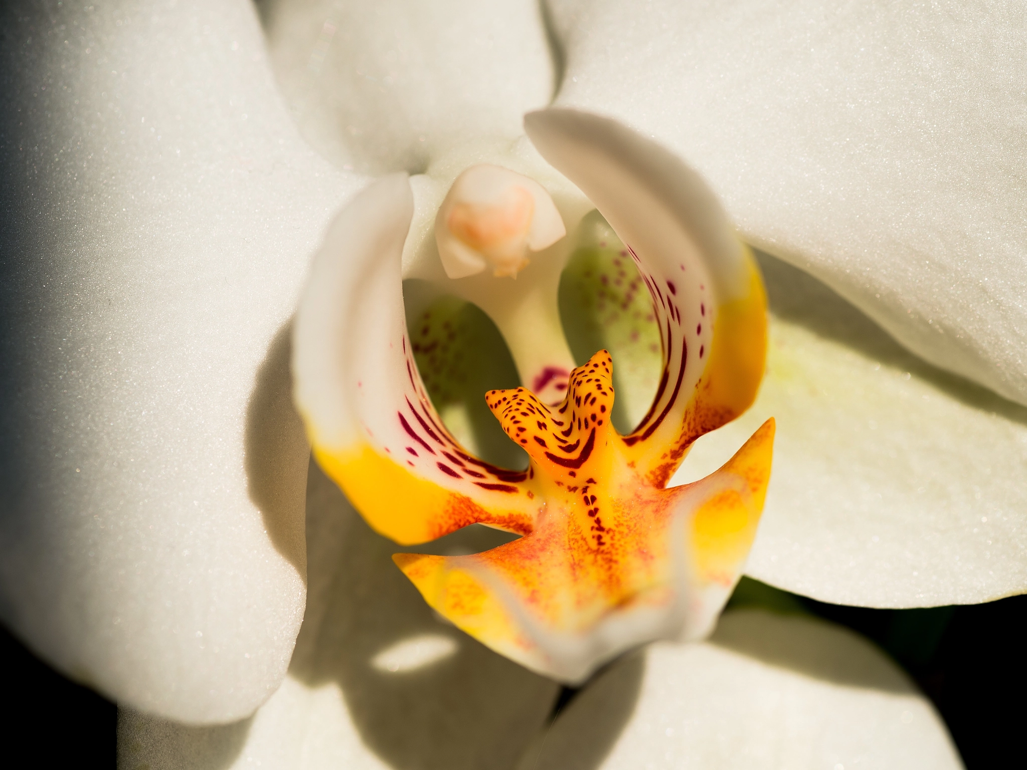Nikon Df sample photo. White orchid photography
