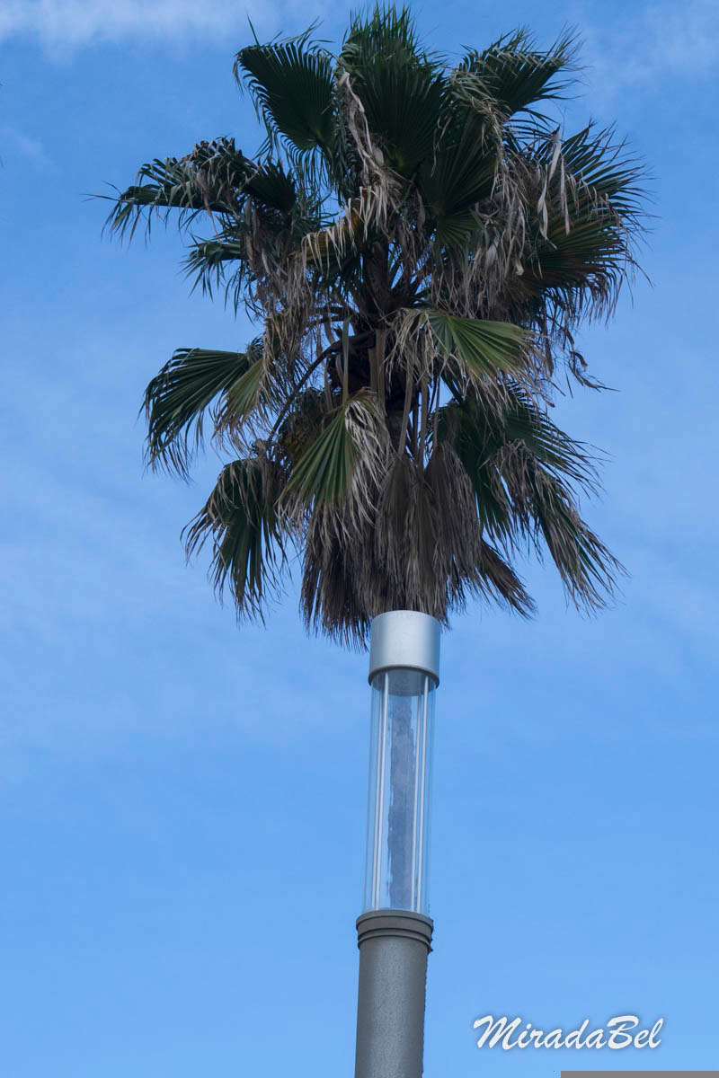 Sony DT 18-55mm F3.5-5.6 SAM II sample photo. 24439803655.jpg photography