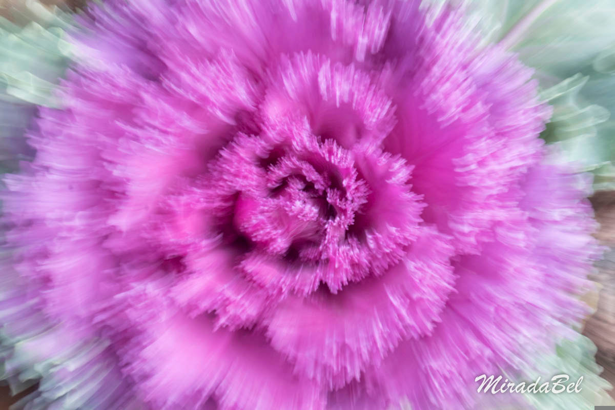 Sony DT 18-55mm F3.5-5.6 SAM II sample photo. 23811620554.jpg photography