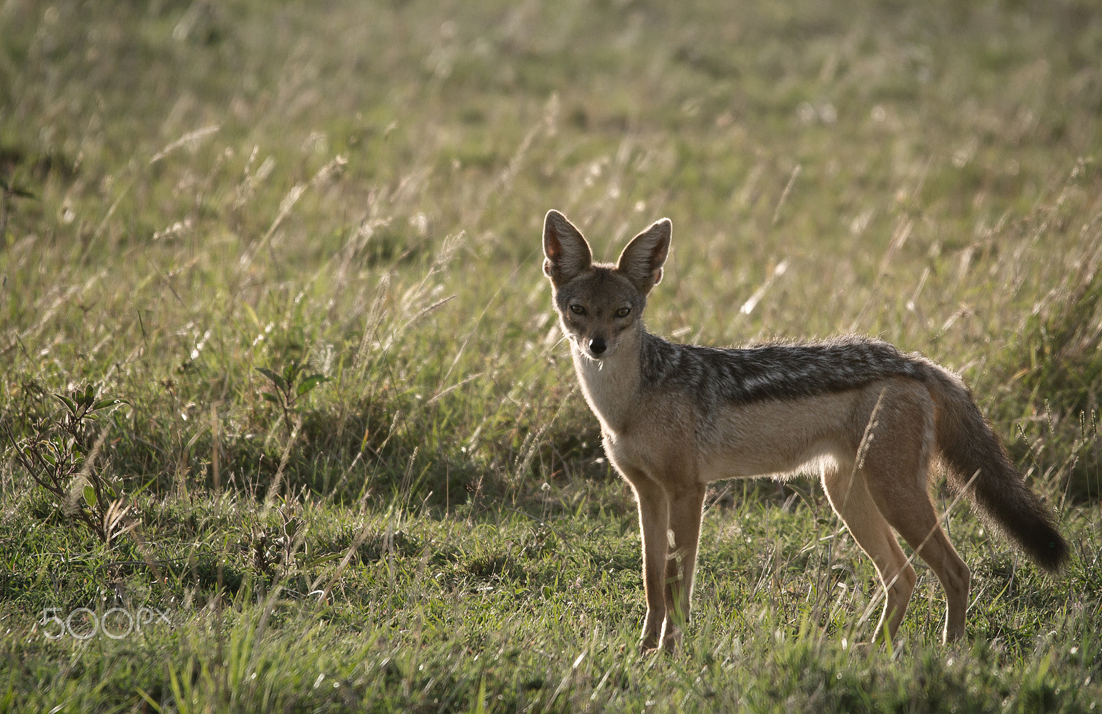 Sony SLT-A55 (SLT-A55V) + Sigma 150-500mm F5-6.3 DG OS HSM sample photo. Kenya - chacal photography