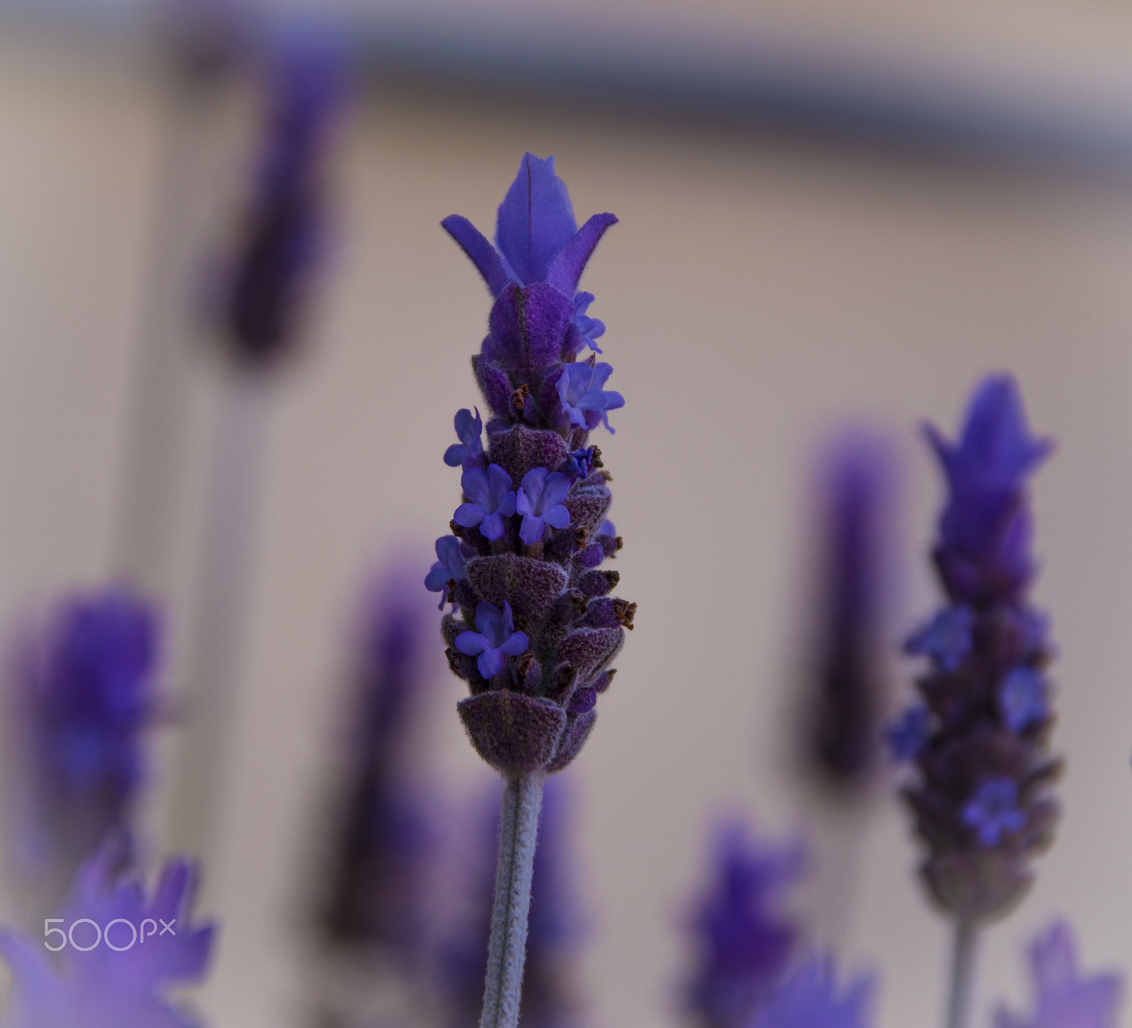 Sigma 17-70mm F2.8-4 DC Macro OS HSM | C sample photo. Lavender breeze photography