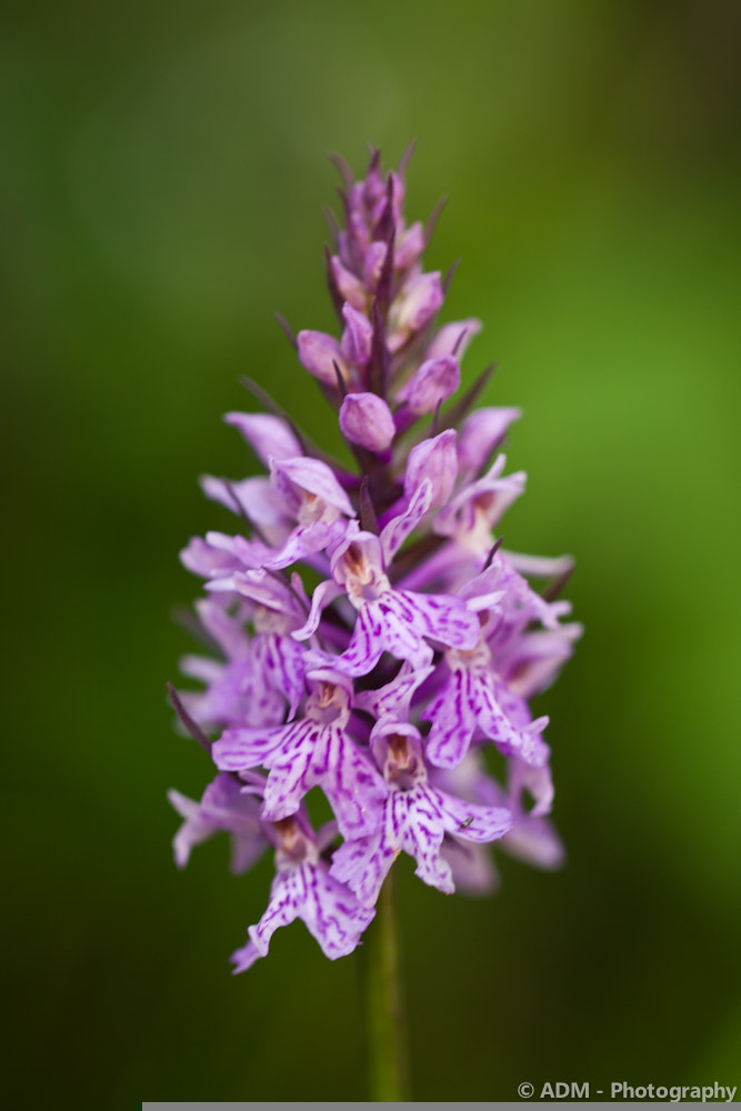 Canon EF 100mm F2.8L Macro IS USM sample photo. Orchid photography