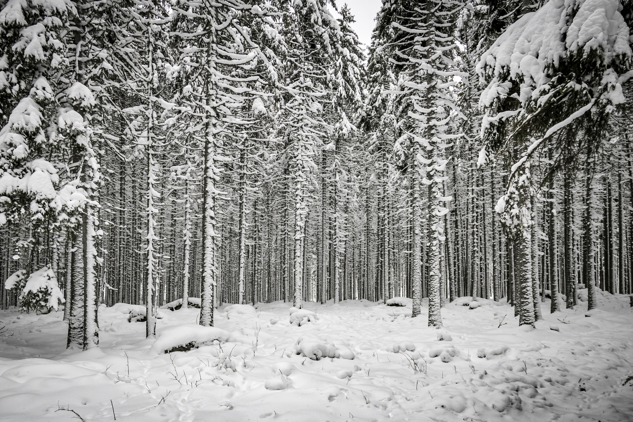 Canon EOS 750D (EOS Rebel T6i / EOS Kiss X8i) sample photo. Winterjungle photography